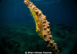 whip goby in Bohol by Efraín Méndez Redondo 